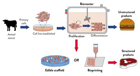 Cultured Meat Products Amsbio