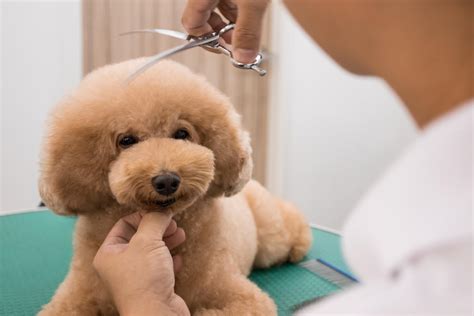 5 Reasons Why You Should Groom Your Dog Weekly