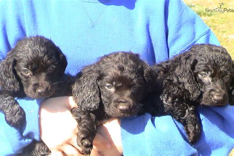 We are taking inquiries and deposits on these babies, so send puppy parent puppy parents. Boykin Spaniel puppy for sale near Greenville / Upstate ...