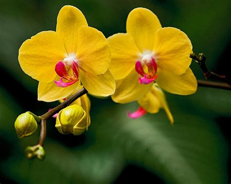 Yellow Orchid Photograph By Michael Fisher
