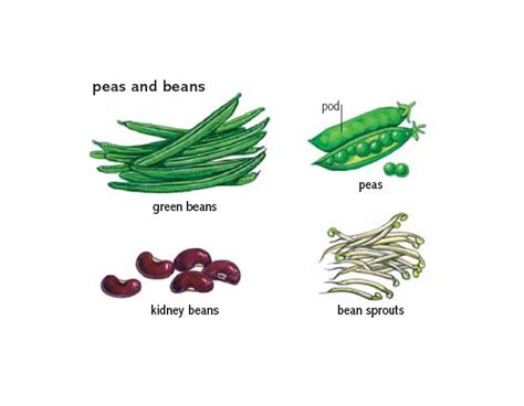 Bean1 Noun Definition Pictures Pronunciation And
