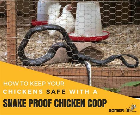 Do Chickens Keep Snakes Away Katynel