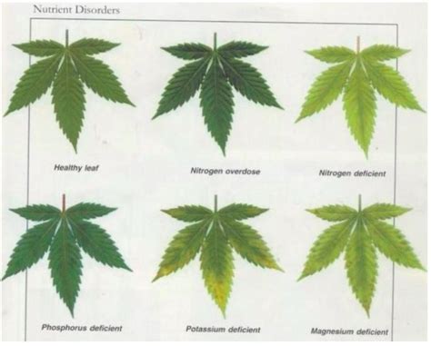 Cannabis Deficiency Chart 19 Beautiful Cannabis Nutrient Deficiencies