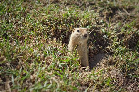 Gopher Peek Boo Stock Photos Free And Royalty Free Stock Photos From