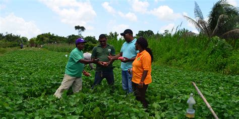 Farmers Field School Helps To Change Farming Practices Guyana Chronicle