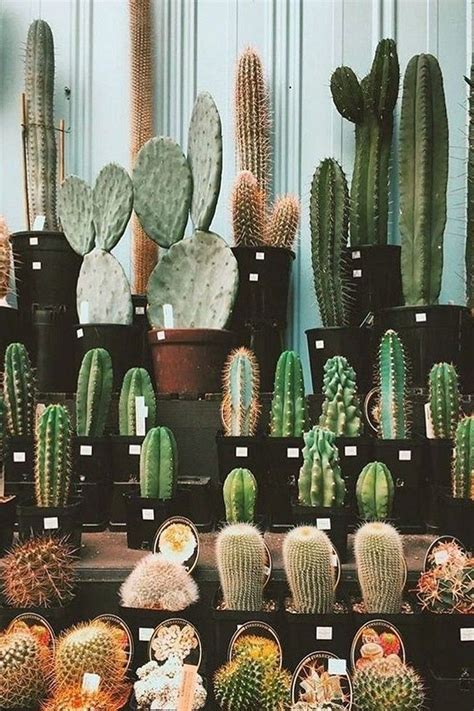 25 Beautiful Cactus Aesthetic Ideas 1000 In 2020 Cactus House