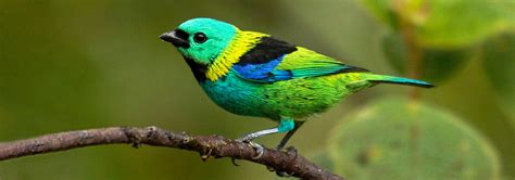 Brazil Birding Tours Rockjumper Birding Tours