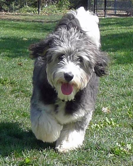 The aussiedoodle, aussiepoo, australian shepherd doodle, or australian shepherd poodle mix, is a loving and affectionate dog with a funny personality. Desmond the Australian Shepherd / Poodle Mix … | Poodle ...