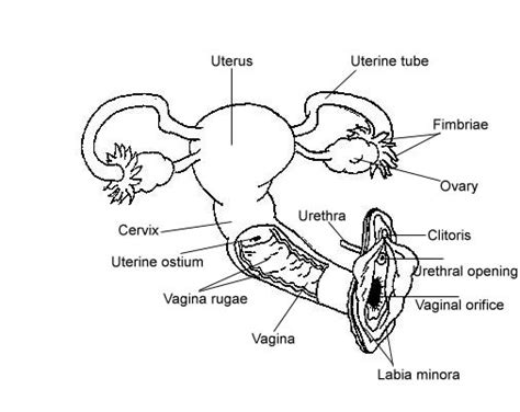 Female Reproductive System Drawing Image Reproductive Organs Meiosis