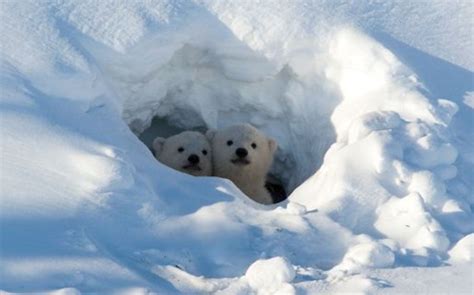 Facts About Polar Bears And Their Conservation Hubpages