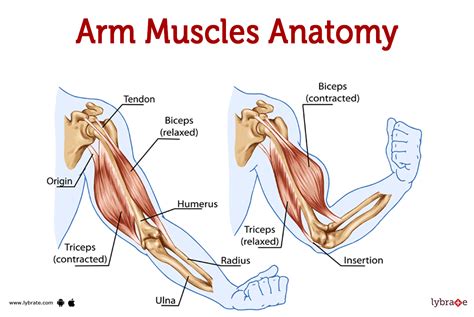 Muscles Of The Arm Laminated Anatomy Chart Lupon Gov