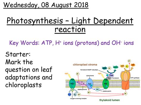 Aqa A Level Biology Light Dependent Reaction Of Photosynthesis