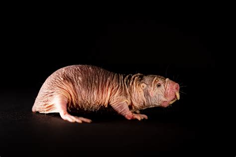Naked Mole Rats Speak In Dialect