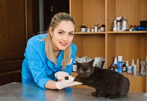 5 reasons to consider a cat only veterinary clinic catster