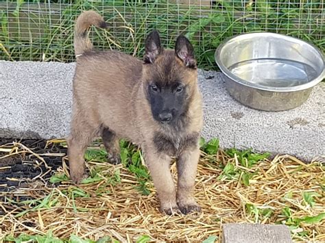 Old english sheepdogs in texas. Belgian Shepherd Dog (Malinois) Puppies For Sale | Texas ...