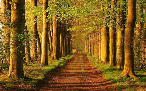 Landscapes Nature Trees Roads Parks Peaceful 1920x1200