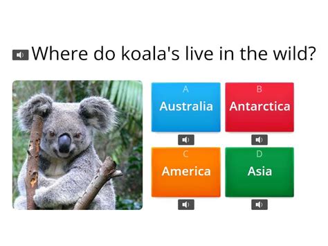 Koalas Quiz