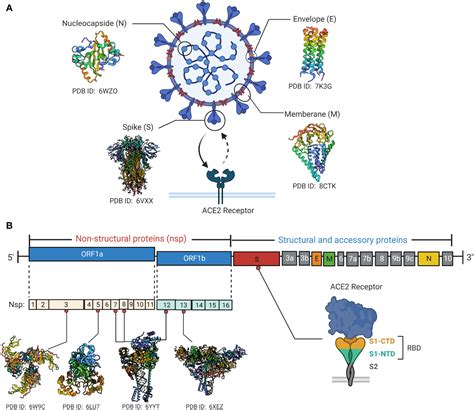 Frontiers Sars Cov 2 Epitope Specific T Cells Immunity Response