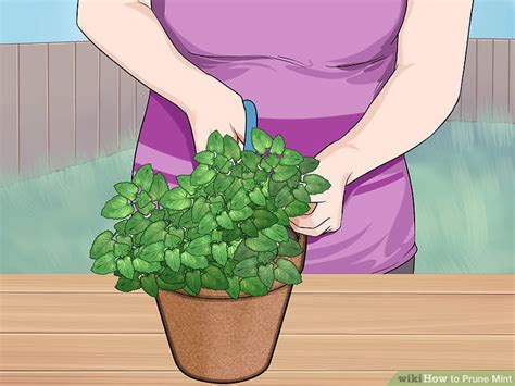 3 Ways To Prune Mint Wikihow