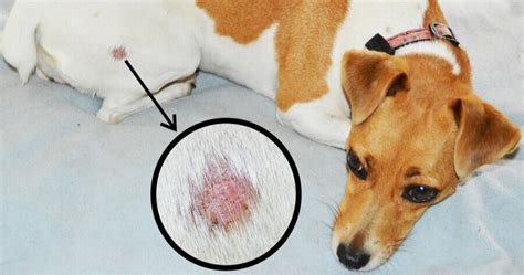 Frágil Retorta Sábado Lesiones En La Piel En Perros Lijadoras Terraza Unir