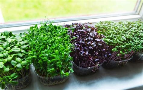 Micro Greens 2 Best Ways To Grow Micro Greens At Home