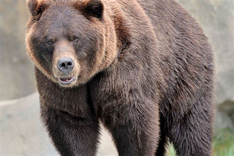 Grizzly Bear Attacks Runner In Alaska Grizzly Bear Bear Bear Pictures