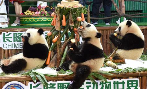 Est100 一些攝影some Photos Giant Panda Triplets Bamboo Shoot Carrot 三