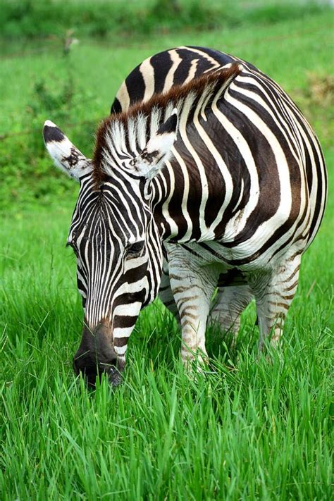 Zebra Eating Grass Stock Photo Image Of Eating Striped 61368756