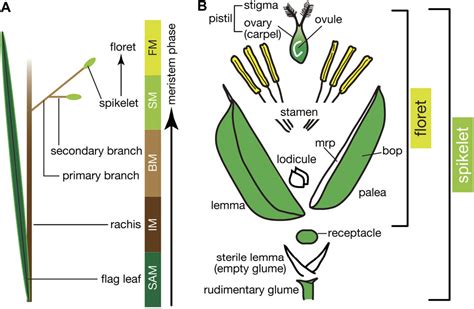 Figure 1 From Flower Development In Rice Semantic Scholar
