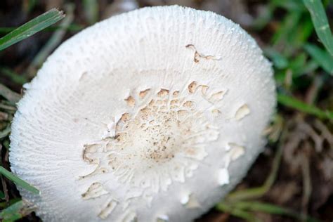 White Mushroom Growing In A Lawn Stock Photo Image Of Nature