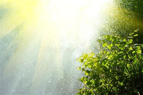 Rain And Sun Stock Photo Image Of Leaf Rain Outdoors 23904396