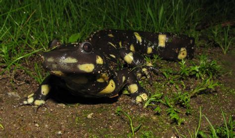 A Closer Look At Reptiles And Amphibians Elkhorn Slough