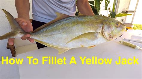 Filleting Fish With A Sea Grant Agent Yellow Jack Youtube