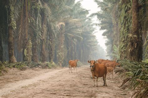 Photograph Of Bali Cattle Taken At The Befta Site Wins Prize Befta