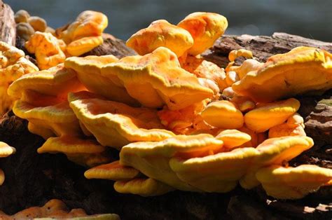 Edible Mushrooms That Grow On Trees 6 Bizarre And