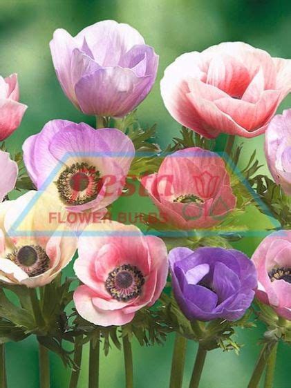 Pastel Mixed Anemones Spring Bulbs Flower Bulbs Fiesta Bulb Marketing