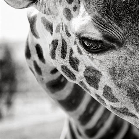 Black And White Animal Photography Undercover Blog