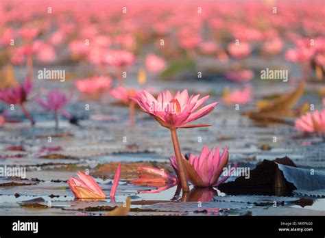 Red Lotus Sea Is The Most Famous Attraction Of Udonthani Located