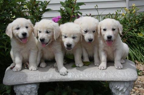 Shadymist sugar and spice (sugar). English Cream Golden Retrievers Puppies 7 weeks Old for ...