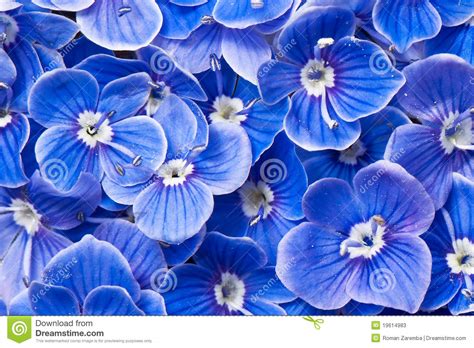 Flores Azules Imagen De Archivo Imagen De Hermoso Macro 19614983