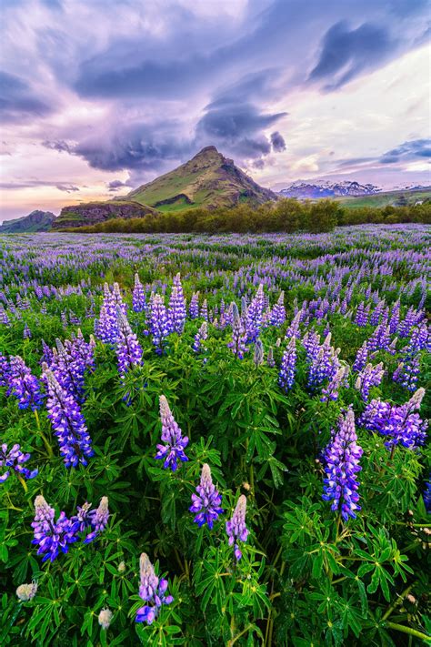 Lupins Of Iceland Field Of Lupins Just Before Skogafoss By Christian