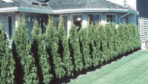 Some of the most reviewed products in bushes are the 2 gal. Grow Trees and Shrubs as Privacy Screens