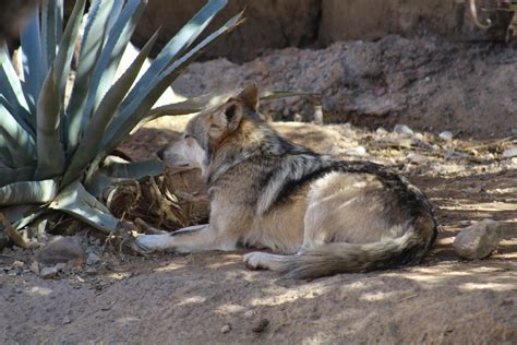 Mexican Wolf Zoochat