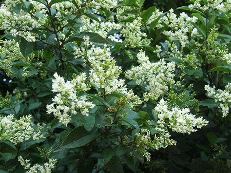 Ligustrum Evergreen Beautiful Fragrant White Blooms Through Summer