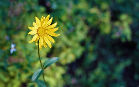 Yellow Flower Macbook Air Wallpaper Download Allmacwallpaper