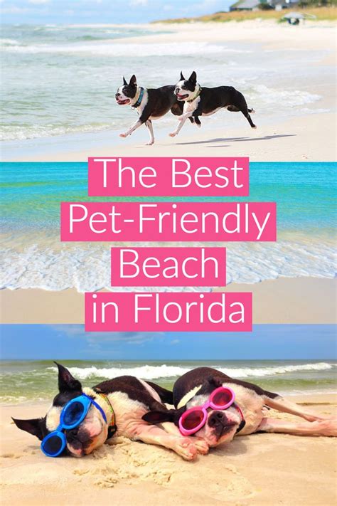 The Best Pet Friendly Dog Beach In Florida Cape San Blas Near Port