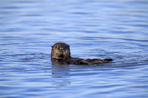 9 Amazing Facts About River Otters