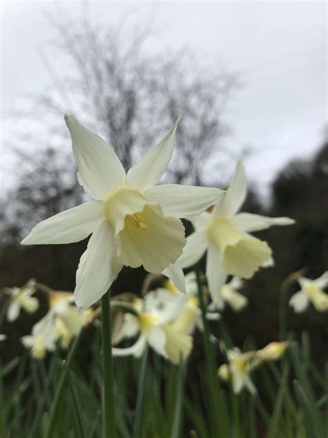 Narcissus ‘elka Agm Morlas Plants