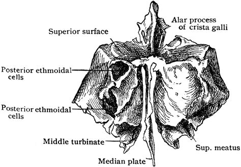 Ethmoid Bone From Behind Clipart Etc