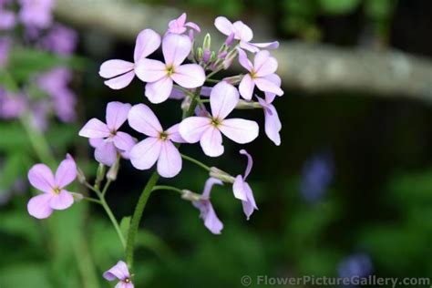 4 Petal Light Pink Flowers Of Ketchikan Alaska Hi Res 1440p Qhd